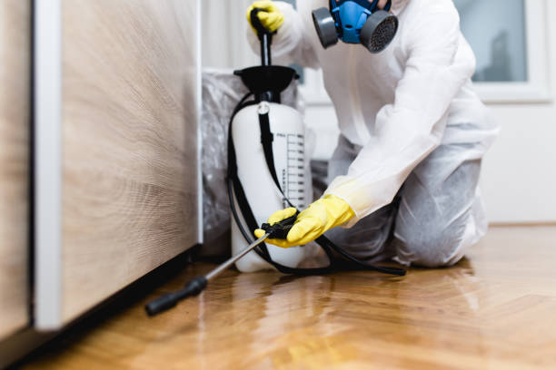 Best Termite Control Services  in Eagle, CO