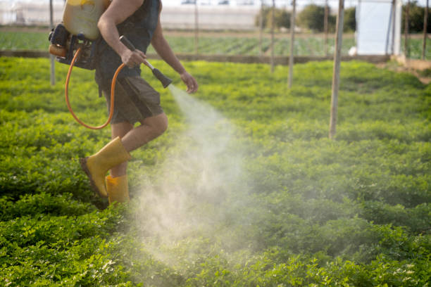 Best Affordable Pest Control Services  in Eagle, CO