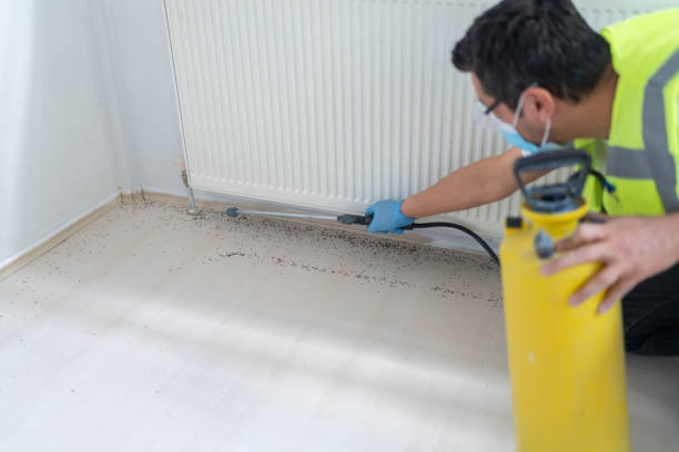 Best Flea Control Services  in Eagle, CO