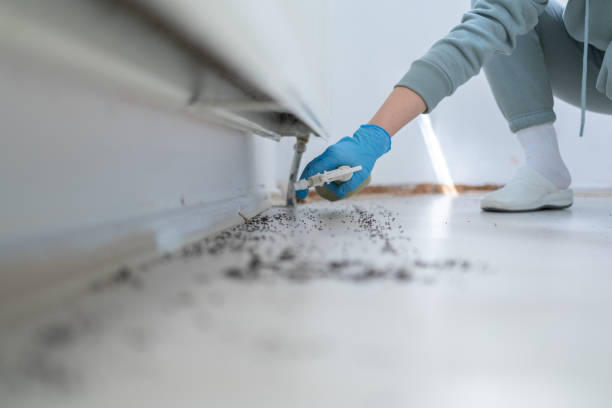 Best Mosquito Control Services  in Eagle, CO